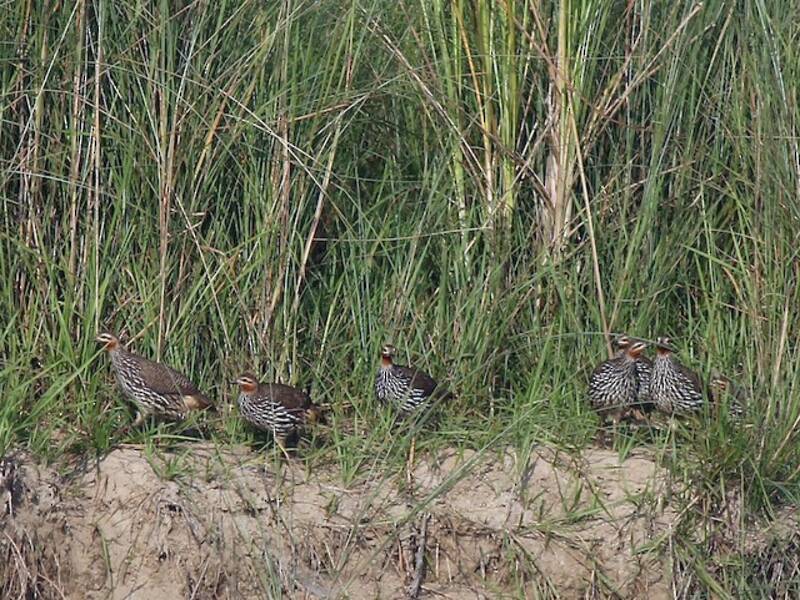 Swamp Francolin