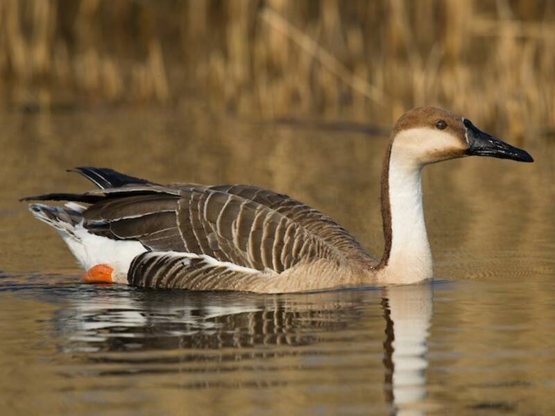 Swan Goose