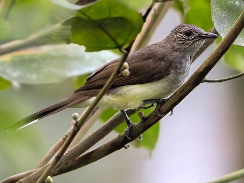 Bulbul di palude, Foto 3