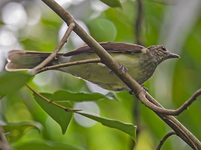 Bulbul di palude
