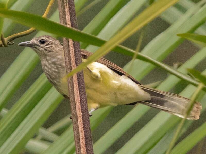 Bulbul di palude, Foto 2