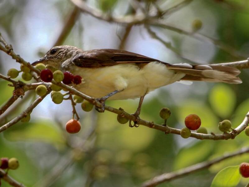 Bulbul di palude, Foto 4
