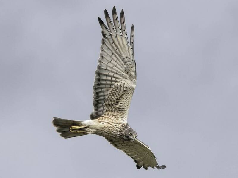 Aguilucho Lagunero, Fotos 3