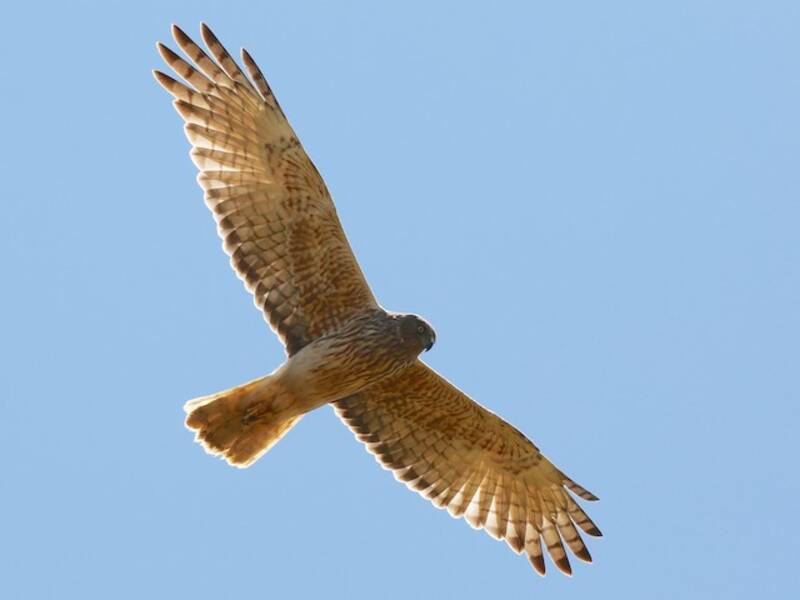 Aguilucho Lagunero, Fotos 4