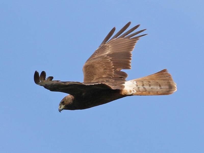 Swamp Harrier