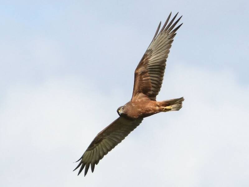 Aguilucho Lagunero, Fotos 2