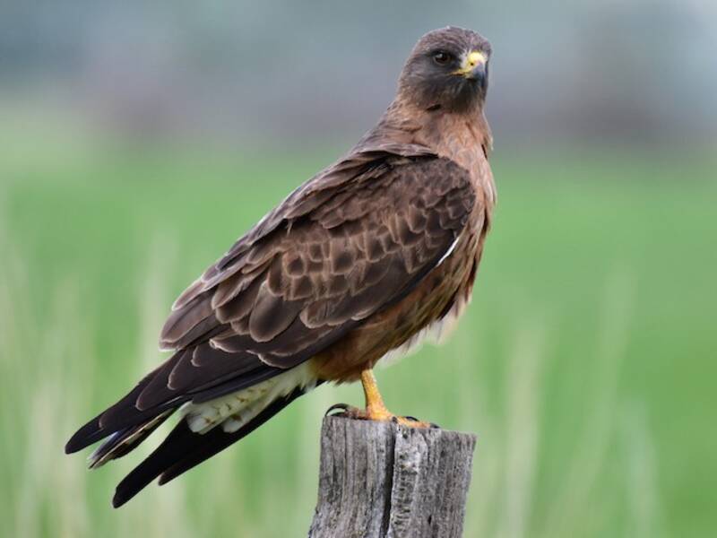 Swainson's Hawk, Photos 2