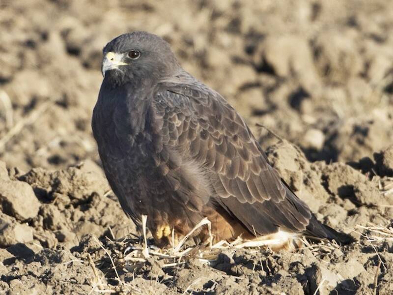 Swainson's Hawk, Photos 3