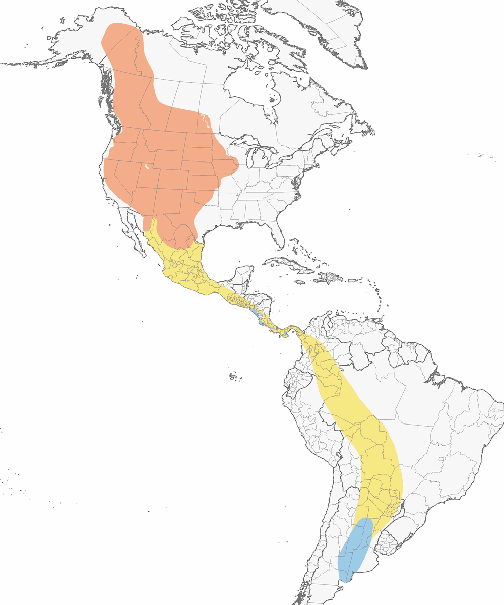 Swainson's Hawk, Distribution 1
