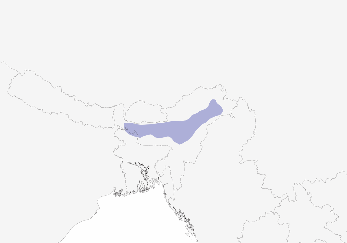 Timalí de Pantano, Distribución 1