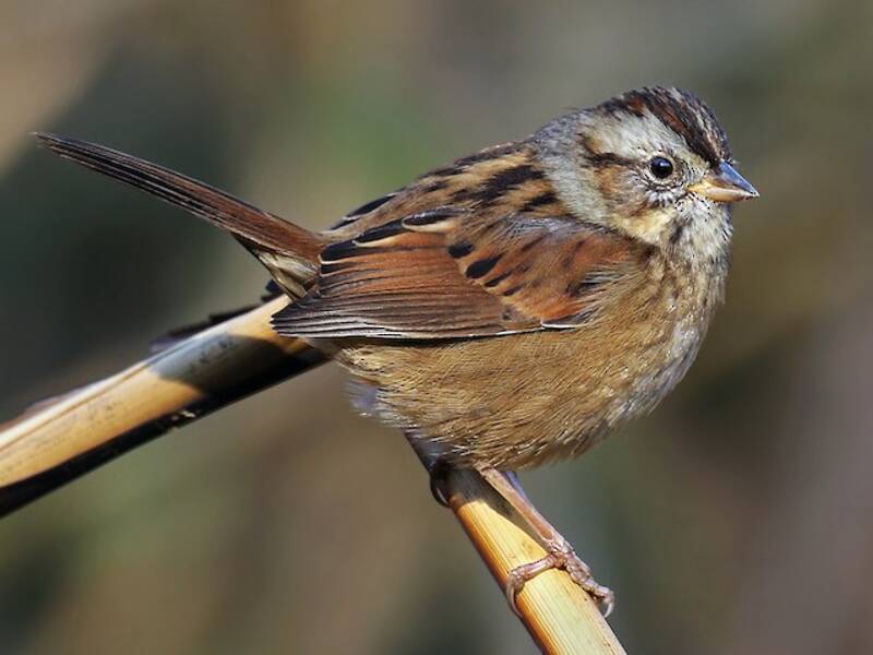 Bruant des marais, Photos 2
