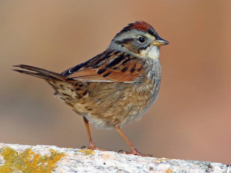 Bruant des marais, Photos 3