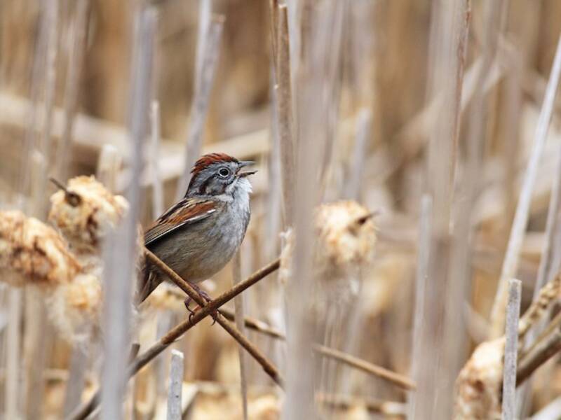 Bruant des marais, Photos 4