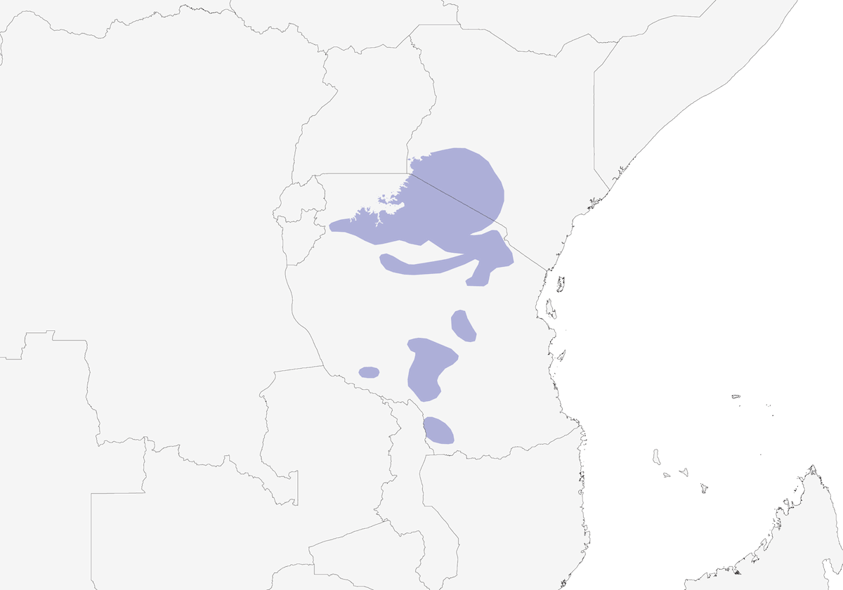 Gorrión de Suajili, Distribución 1