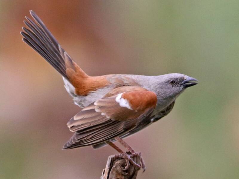 Moineau de Swainson