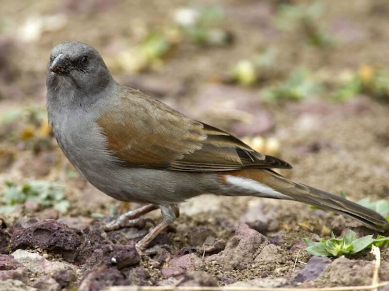 Passero di Swainson, Foto 4