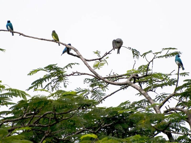 Tangara Golondrina, Fotos 2