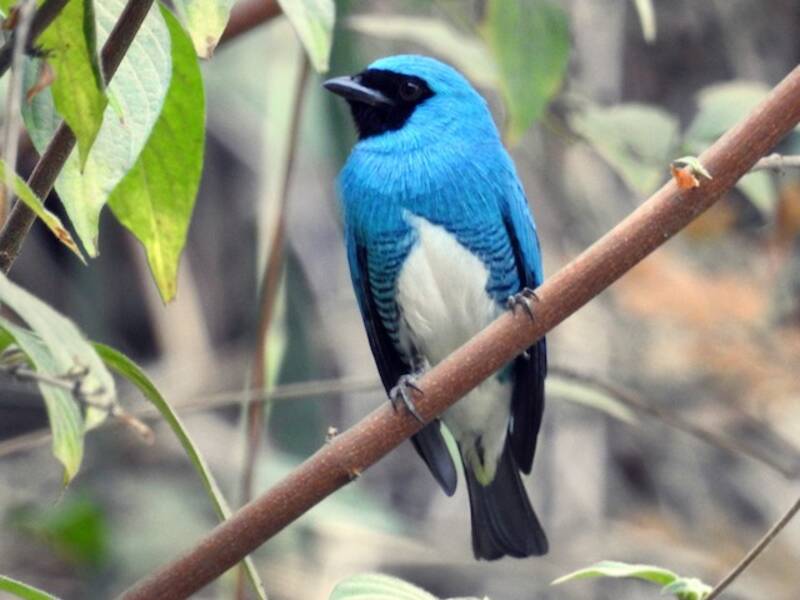 Tangara Golondrina, Fotos 4