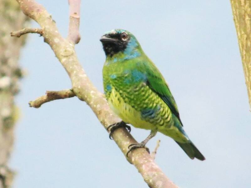 Tangara Golondrina, Fotos 3