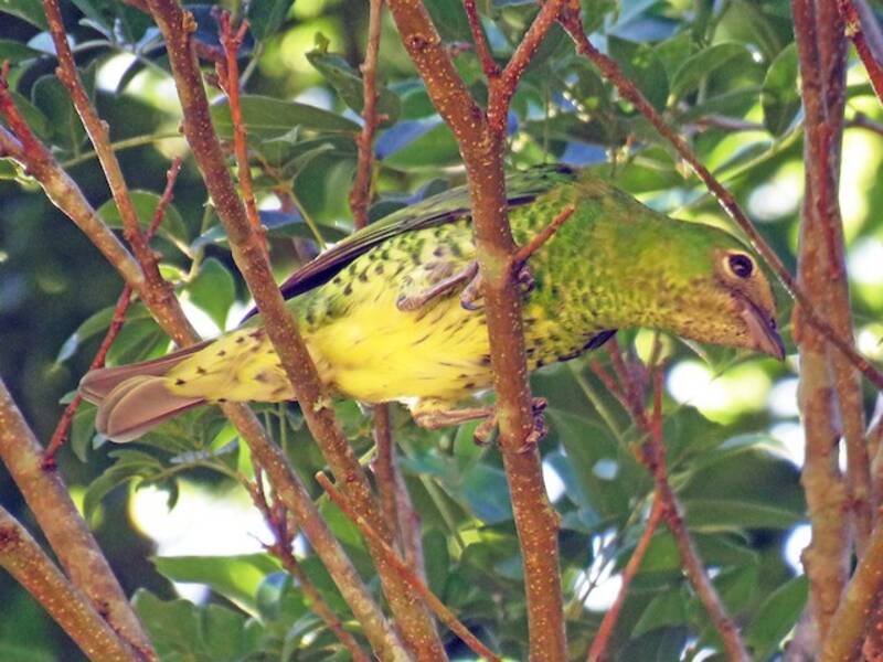 Tangara Golondrina