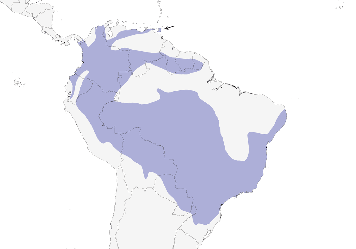 Tangara Golondrina, Distribución 1