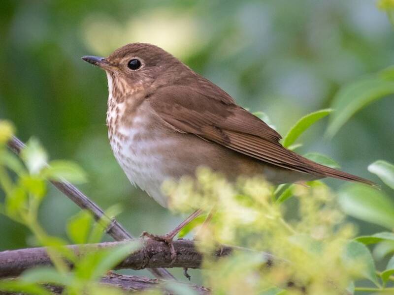 Swainson's Thrush, Photos 4
