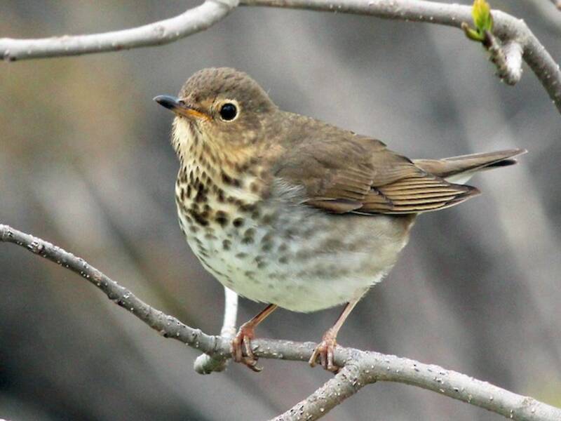 Swainson's Thrush, Photos 3