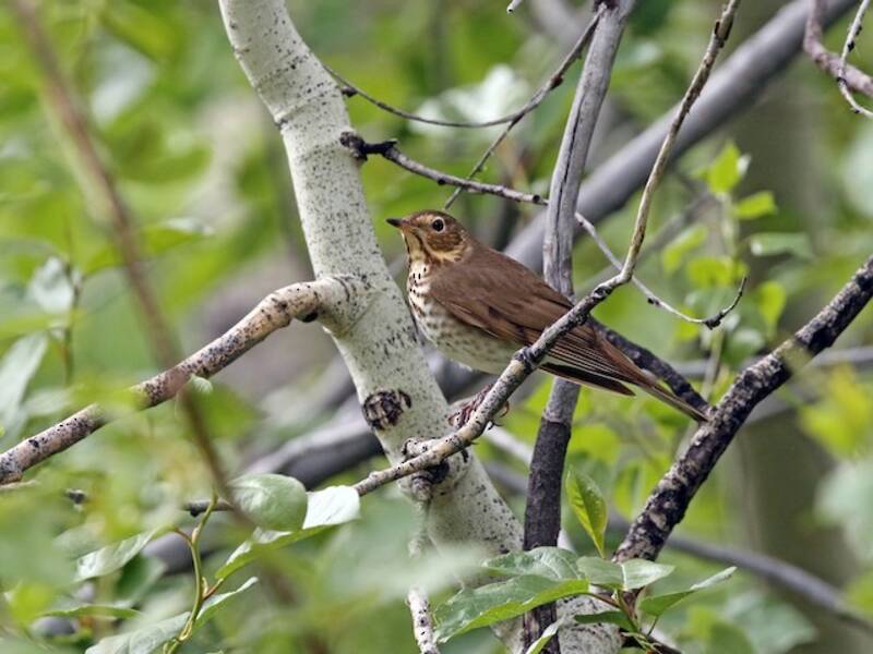 Swainson's Thrush, Photos 2