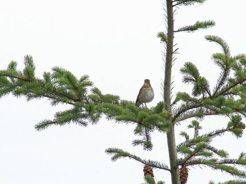 Swainson's Thrush