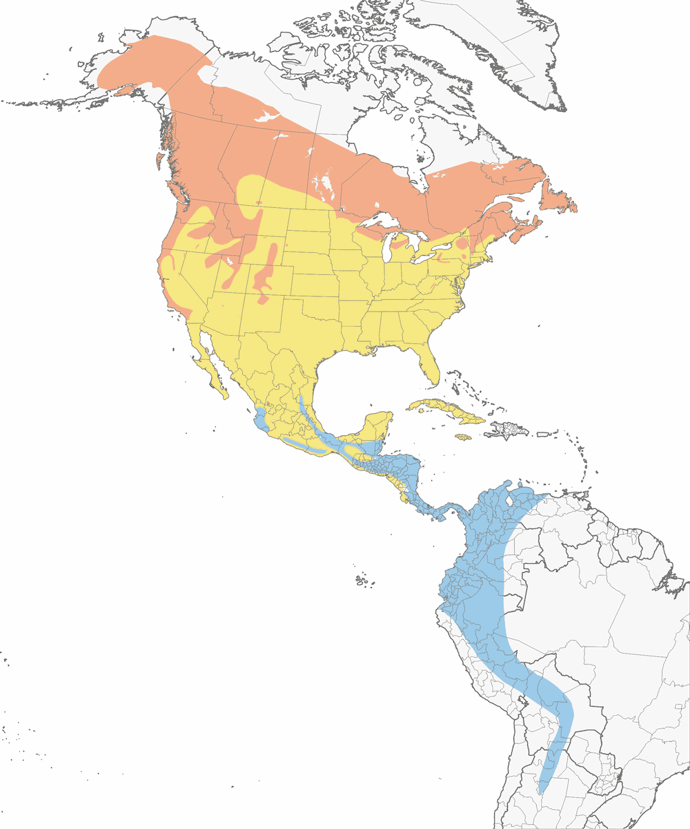 Swainson's Thrush, Distribution 1