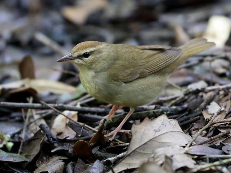 Swainson's Warbler, Photos 4