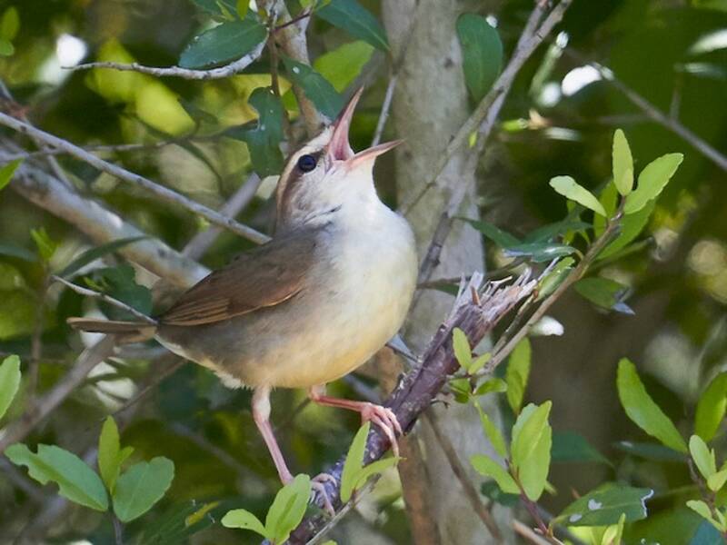 Swainson's Warbler, Photos 2