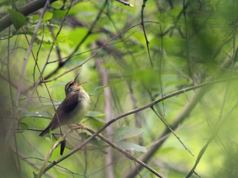 Swainson's Warbler, Photos 3