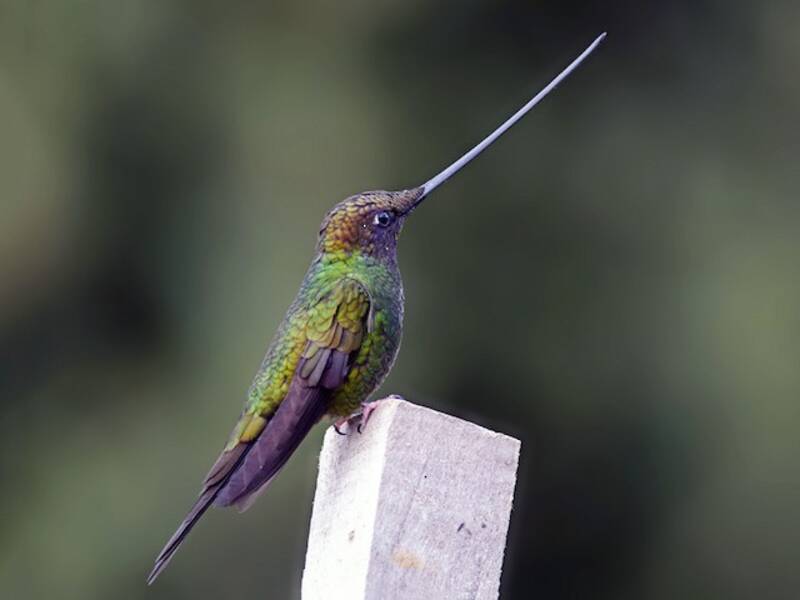 Colibri porte-épée, Photos 3