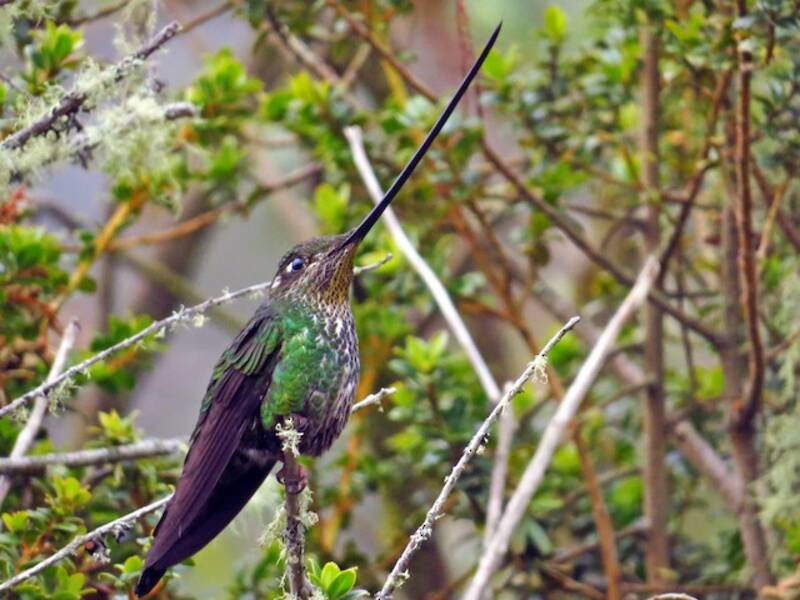 Colibri porte-épée, Photos 4