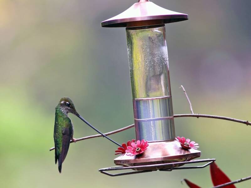 Colibri porte-épée, Photos 2