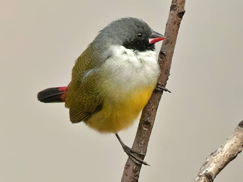 Angola Waxbill, 照片 3