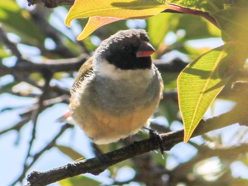 Angola Waxbill, 照片 2