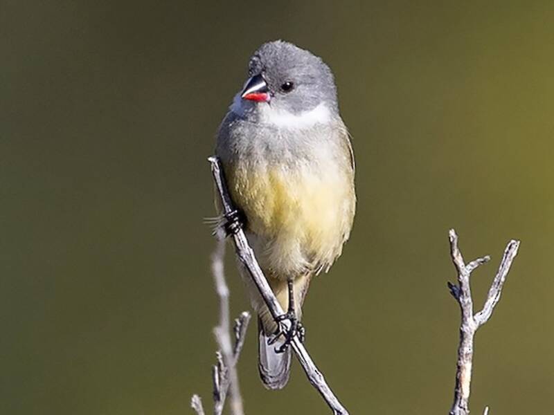 Angola Waxbill, 照片 4
