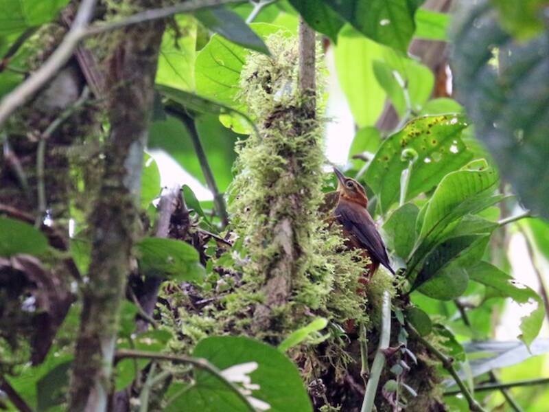 Cercafoglie aliardesia