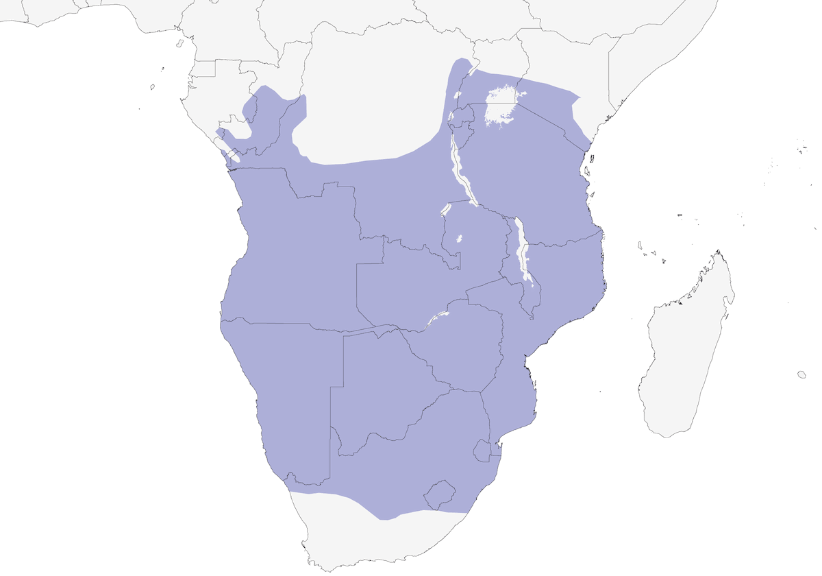 Búho Cara Blanca Meridional, Distribución 1
