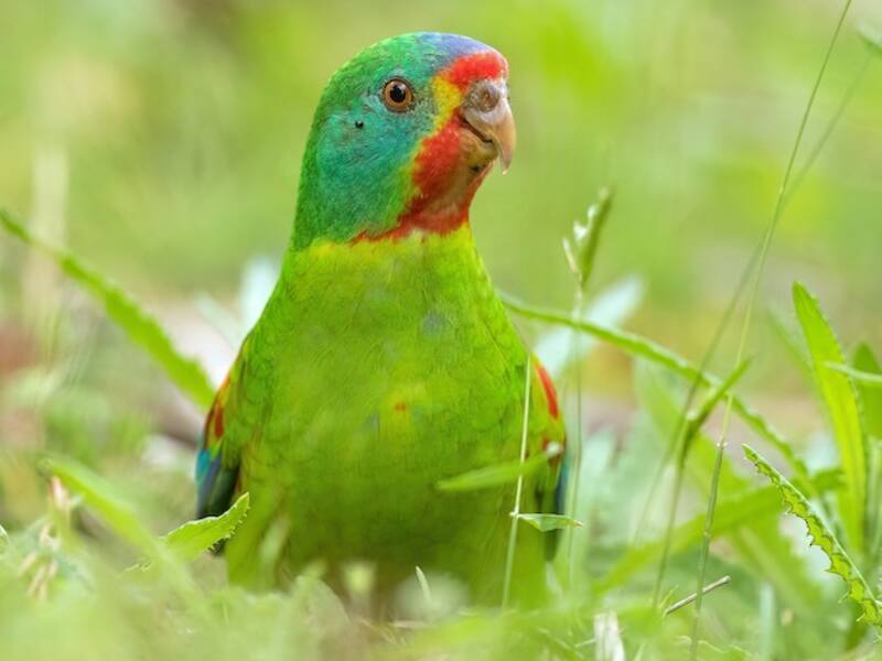 Perico Veloz, Fotos 3
