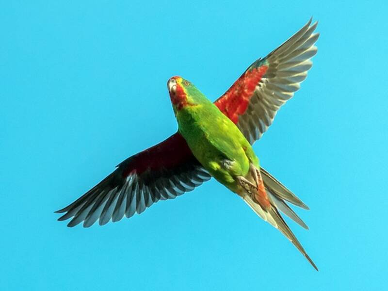Perico Veloz, Fotos 4
