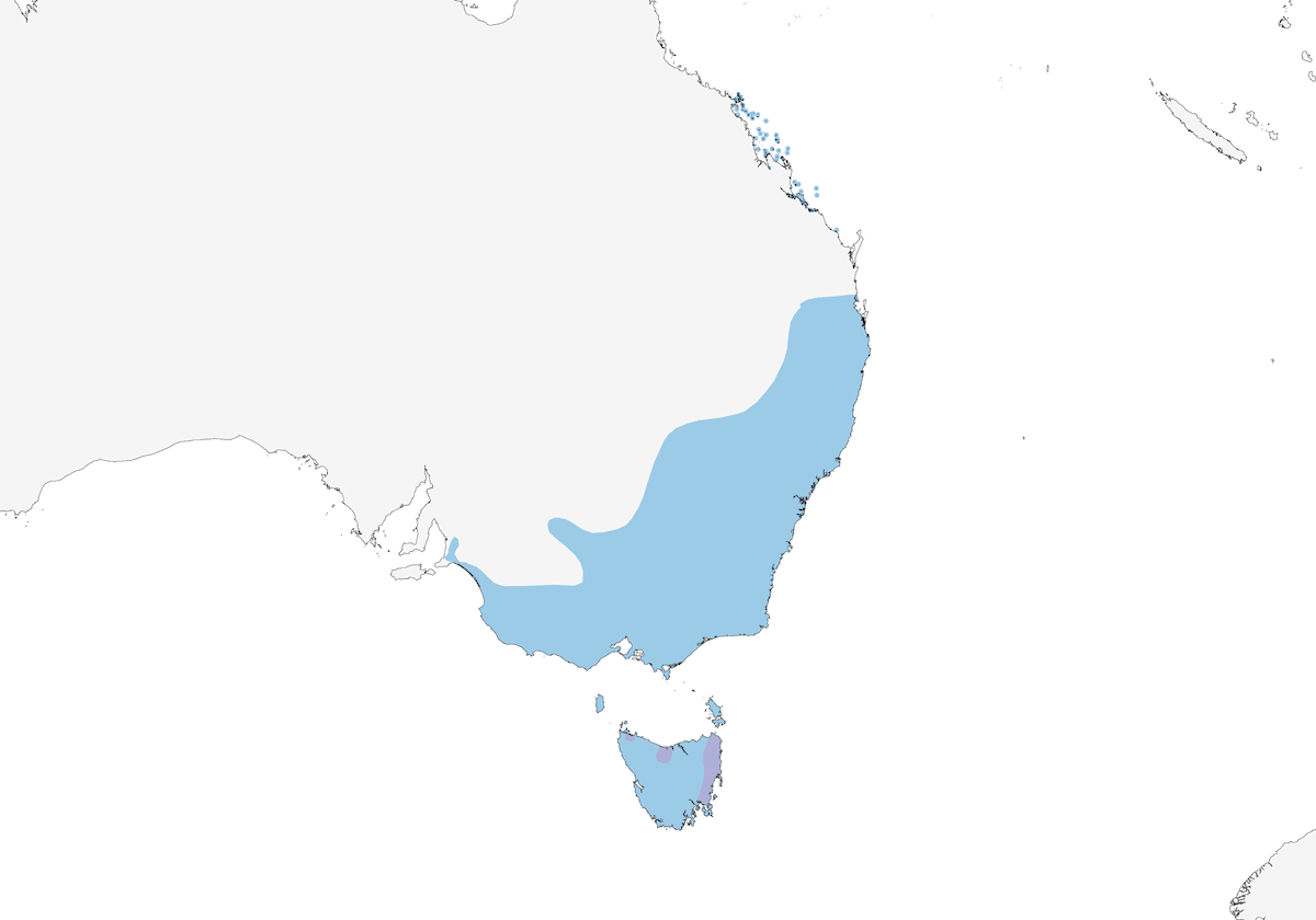 Perico Veloz, Distribución 1
