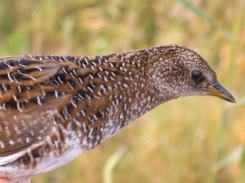 Swinhoe's Rail, Photos 2