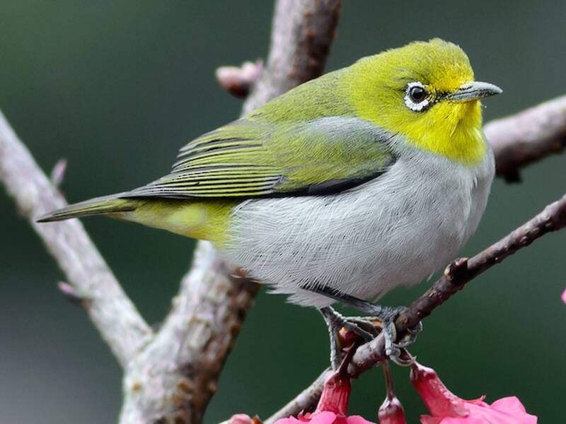 Japanbrillenvogel, Fotos 3
