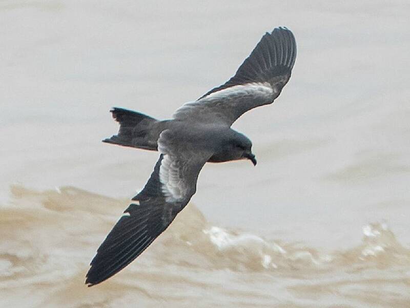 Swinhoe's Storm-Petrel, Photos 3