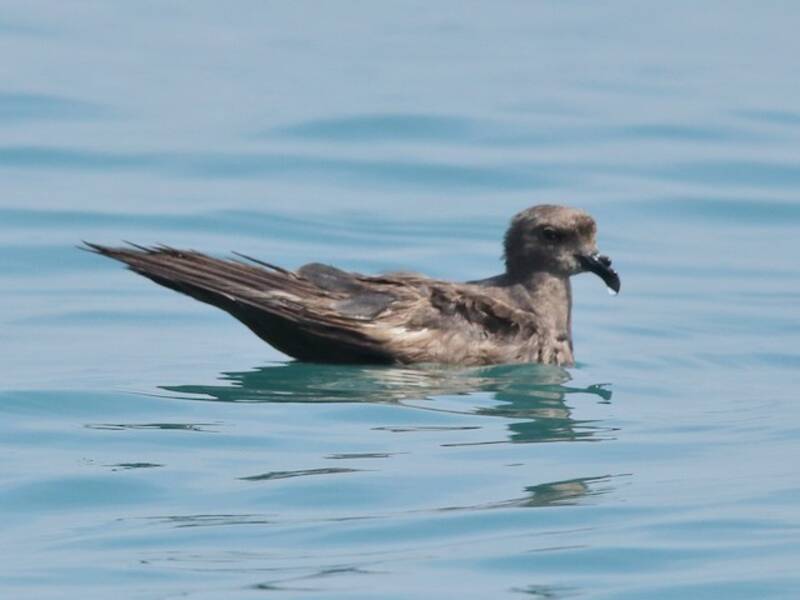 Swinhoe's Storm-Petrel, Photos 4
