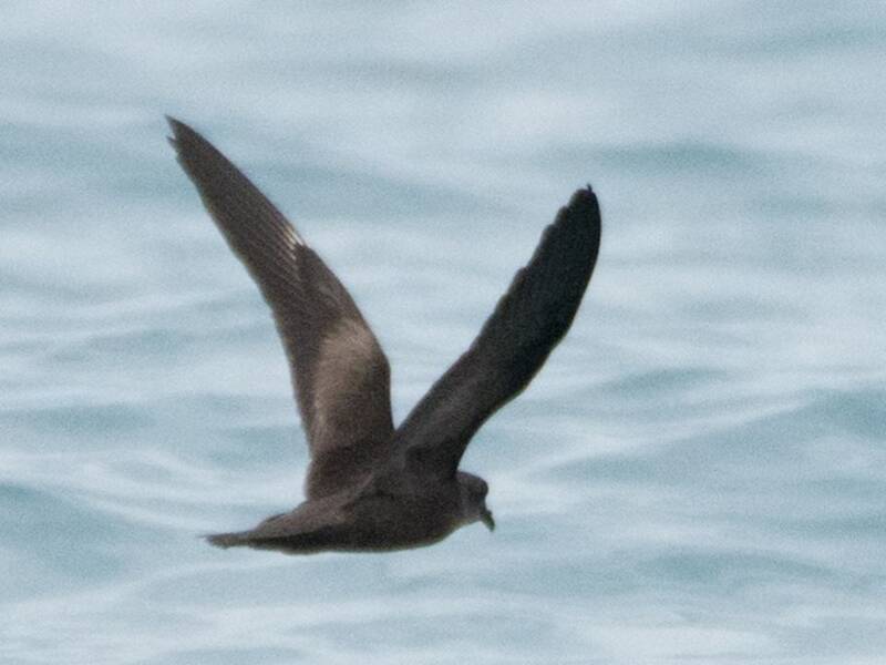 Swinhoe's Storm-Petrel, Photos 2