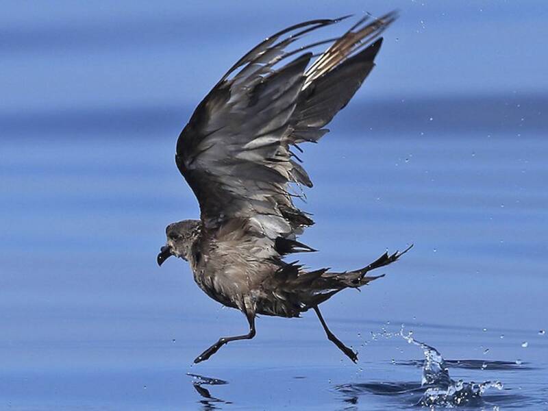 Swinhoe's Storm-Petrel